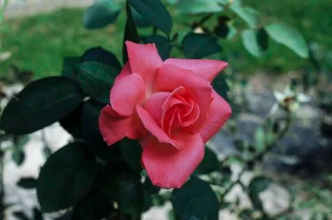 Rose in the park Stock Photos