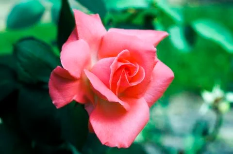 Rose in the park Stock Photos