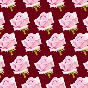 Rose pattern on a burgundy background イラスト素材