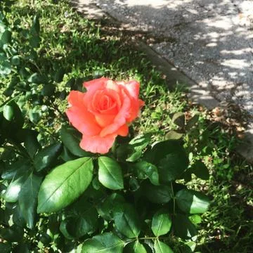 Rose By Pavement Stockfoto's