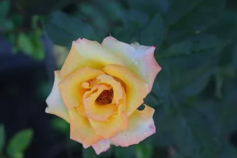 Rose Peace Stock Photos