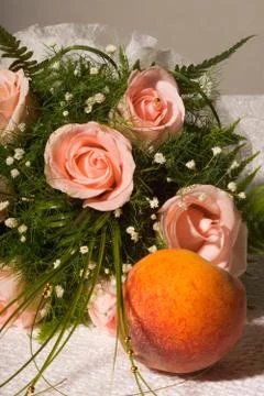 Rose peach 스톡 사진