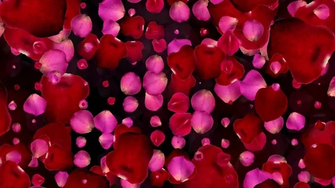 Rose Pedals Stock Footage 84991871