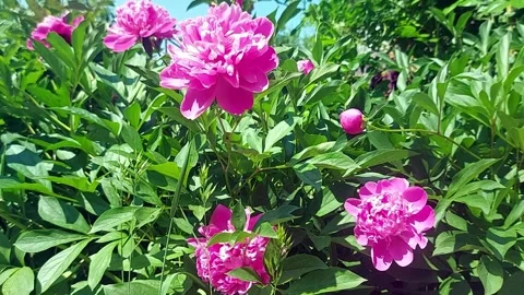Rose peony bush on the background of the blue sky. Stock Footage 245497378