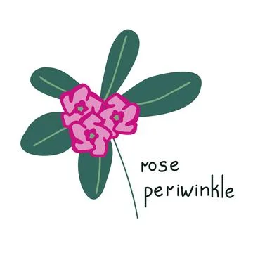 Rose periwinkle illustration Stock Illustration
