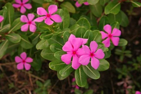 Rose periwinkle Stock Photos