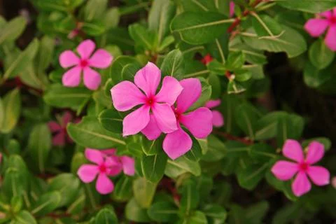 Rose periwinkle Stock Photos