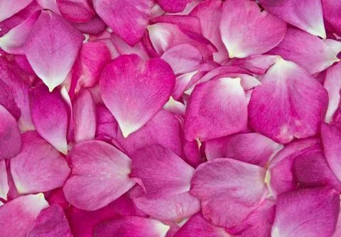 Rose petal background Stock Photos