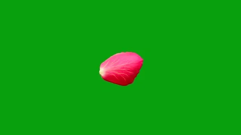 Rose petal Glowing Lines Effect on green screen backdrop Stock Footage 246662187