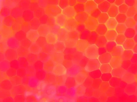 Rose petal microscopic view Stock Photos