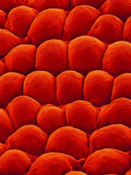 Rose Petal Upper Surface, SEM Foto stock