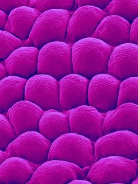Rose Petal Upper Surface, SEM Foto stock