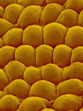Rose Petal Upper Surface, SEM 스톡 사진