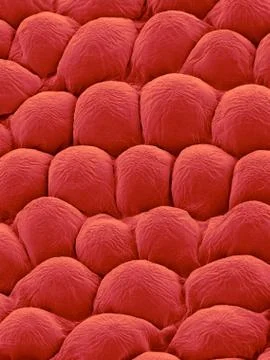 Rose Petal Upper Surface, SEM Foto stock