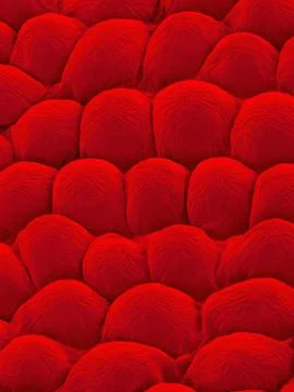 Rose Petal Upper Surface, SEM Foto stock