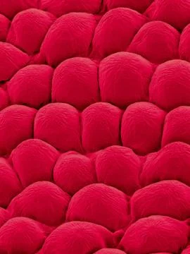 Rose Petal Upper Surface, SEM 스톡 사진