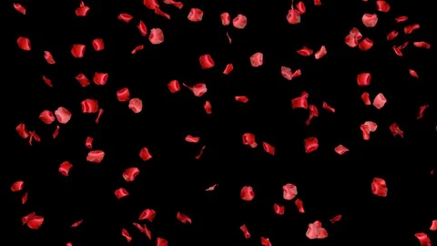 Rose Petals 01 스톡 동영상 104133665