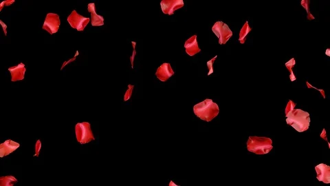 Rose Petals 02 Vidéo 104136609