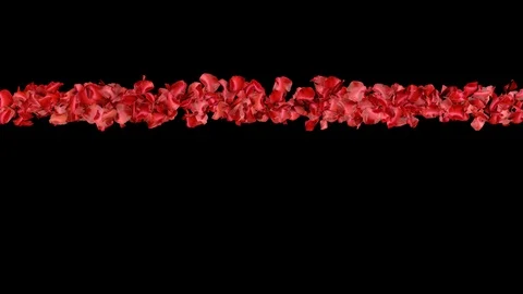 Rose Petals 05 Vídeo Stock 104178434