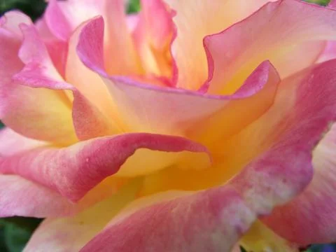 Rose Petals 2 Stock Photos