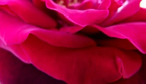 Rose Petals 3 Stock Photos