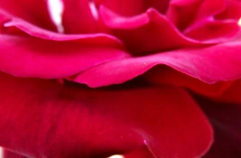 Rose Petals 4 Stock Photos