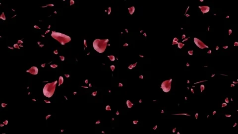 Rose Petals Alpha-Channel Video stock 71963525