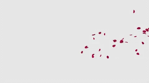 Rose Petals on Alpha Channel. Stock Footage 240365892