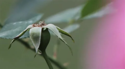 Rose Petals and Bud Pull Focus MACRO Video stock 41864459