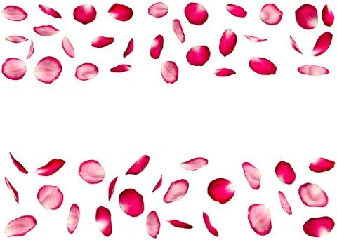 Rose petals are flying in parallel. Isolated background Stock Illustration
