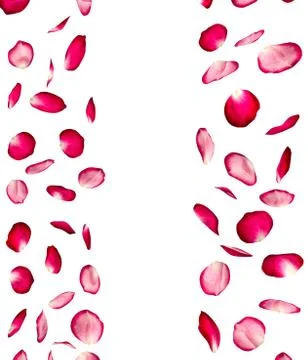 Rose petals are flying in parallel. Isolated background Stock Illustration