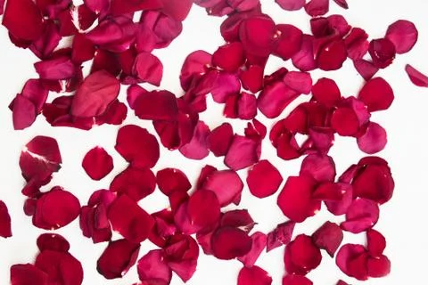 Rose petals arranged in a pattern on a white background. Stock Photos