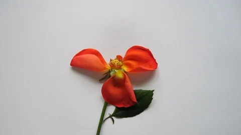 Rose petals assembles together animation Stock Footage 72622981