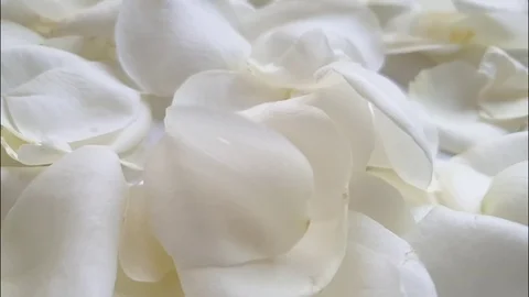 Rose petals background, falls, slow motion Stock Footage 105399768