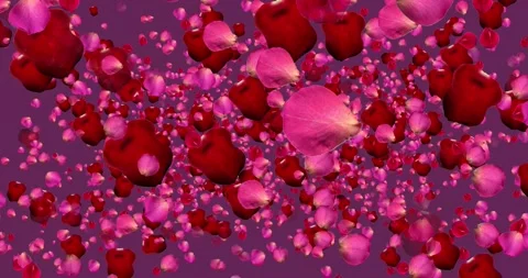Rose Petals Background Stock-Footage 140177389