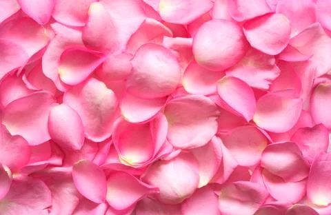 Rose petals background Stock Photos