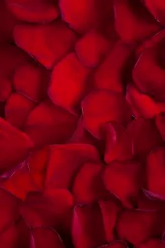 Rose petals background Stock Photos