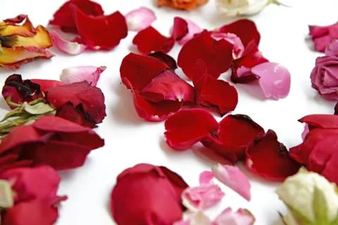 Rose Petals background Stock Photos