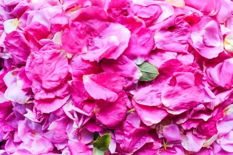 Rose petals background Stock Photos