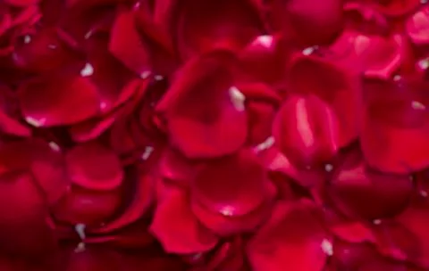 Rose petals background Stock Photos