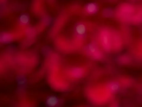 Rose petals background Stock Photos