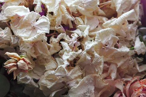 Rose petals background Stock Photos