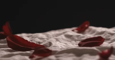 Rose petals on bed Stock Footage 127131702