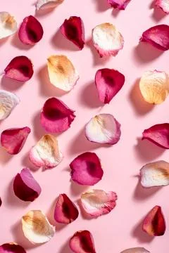 Rose petals on a blue background Stock Photos