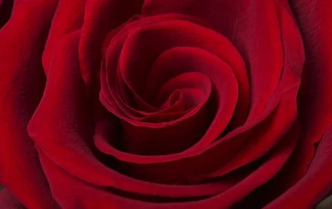 Rose petals in bud Stock Photos