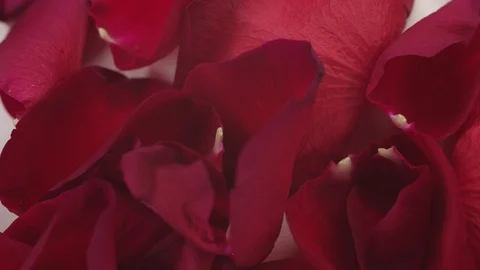 Rose Petals Close Up Video stock 122129646