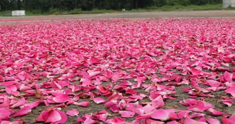 Rose petals closeup Stock Footage 288123577