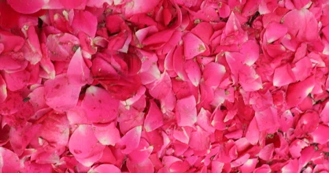 Rose petals closeup Stock Footage 288125071
