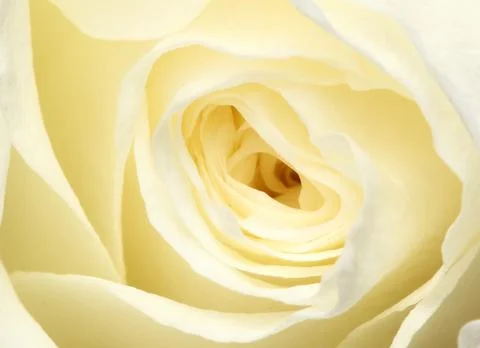 Rose petals closeup Stock Photos