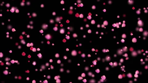 Rose petals. Depth of field.falling petals roses 3d animation on black Stock Footage 98610095